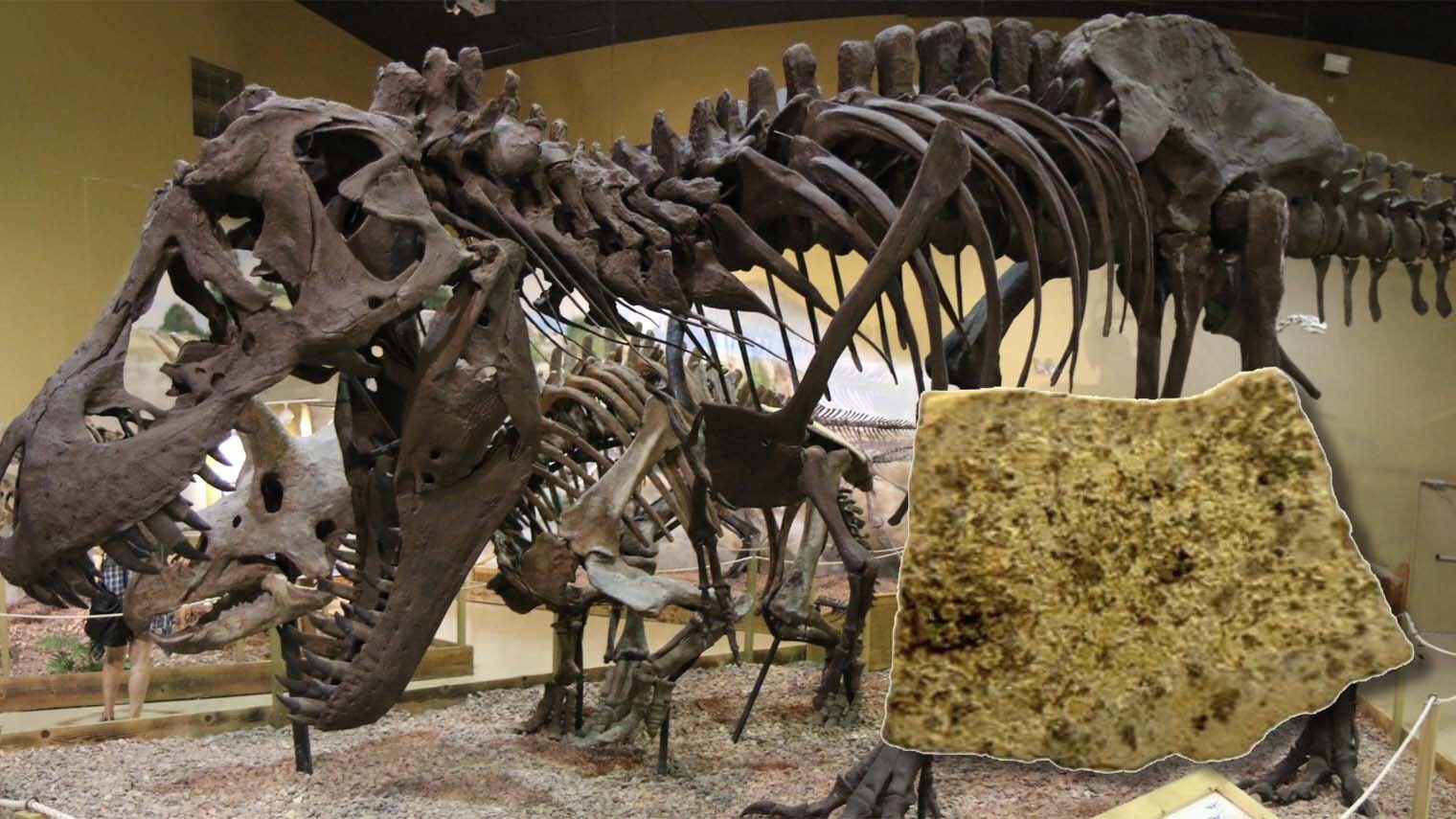 The 8 millimeter-long eggshell found by the Oertijdmuseum in Lusk. A microscopic analysis of this eggshell concluded that it came from a Late Cretaceous dinosaur, which the research team strongly suspects was a Tyrannosaurus rex.