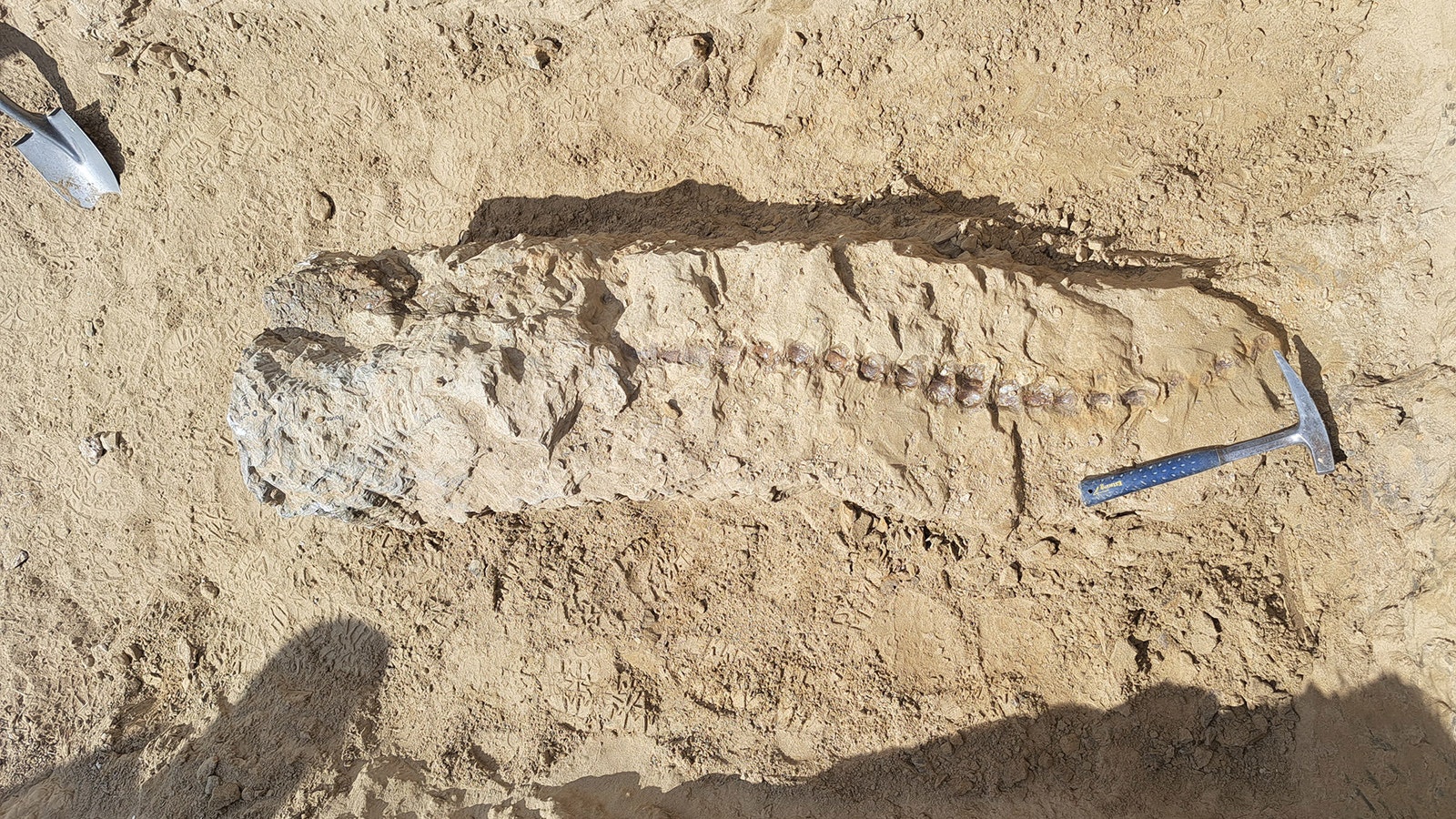The articulated tail of a hadrosaur, probably Edmontosaurus, found near Lusk. Paleontologists from the Oertijdmuseum in the Netherlands found this fossil while searching for traces of dinosaur eggshell, which could lead to a Tyrannosaurus nest they believe is close to their site.