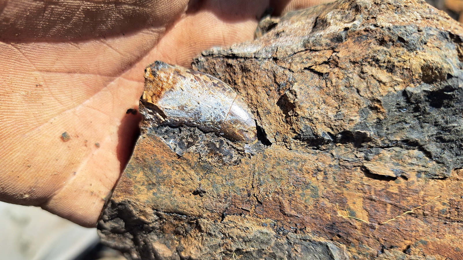 A Nanotyrannus tooth found in a Late Cretaceous bonebed near Lusk. This tooth came from a microsite similar to the one where the first piece of eggshell from the Lance Formation was found in 2022.