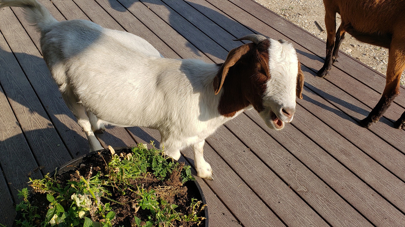 A goat enjoys a few petunias from the planter.
