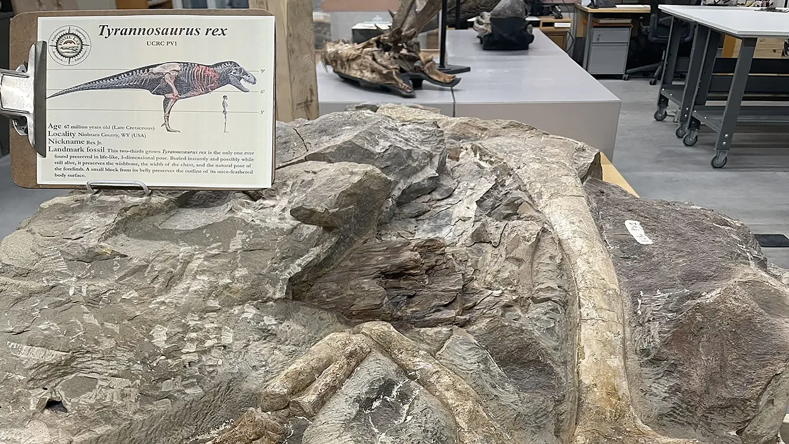 The "big block" containing the articulated arm and ribcage of "Rex Junior," a sub-adult Tyrannosaurus rex from the Zerbst Ranch in eastern Wyoming. This specimen, being studied at the University of Chicago's Fossil Lab, could be the best-preserved and most important T.rex specimen ever found.