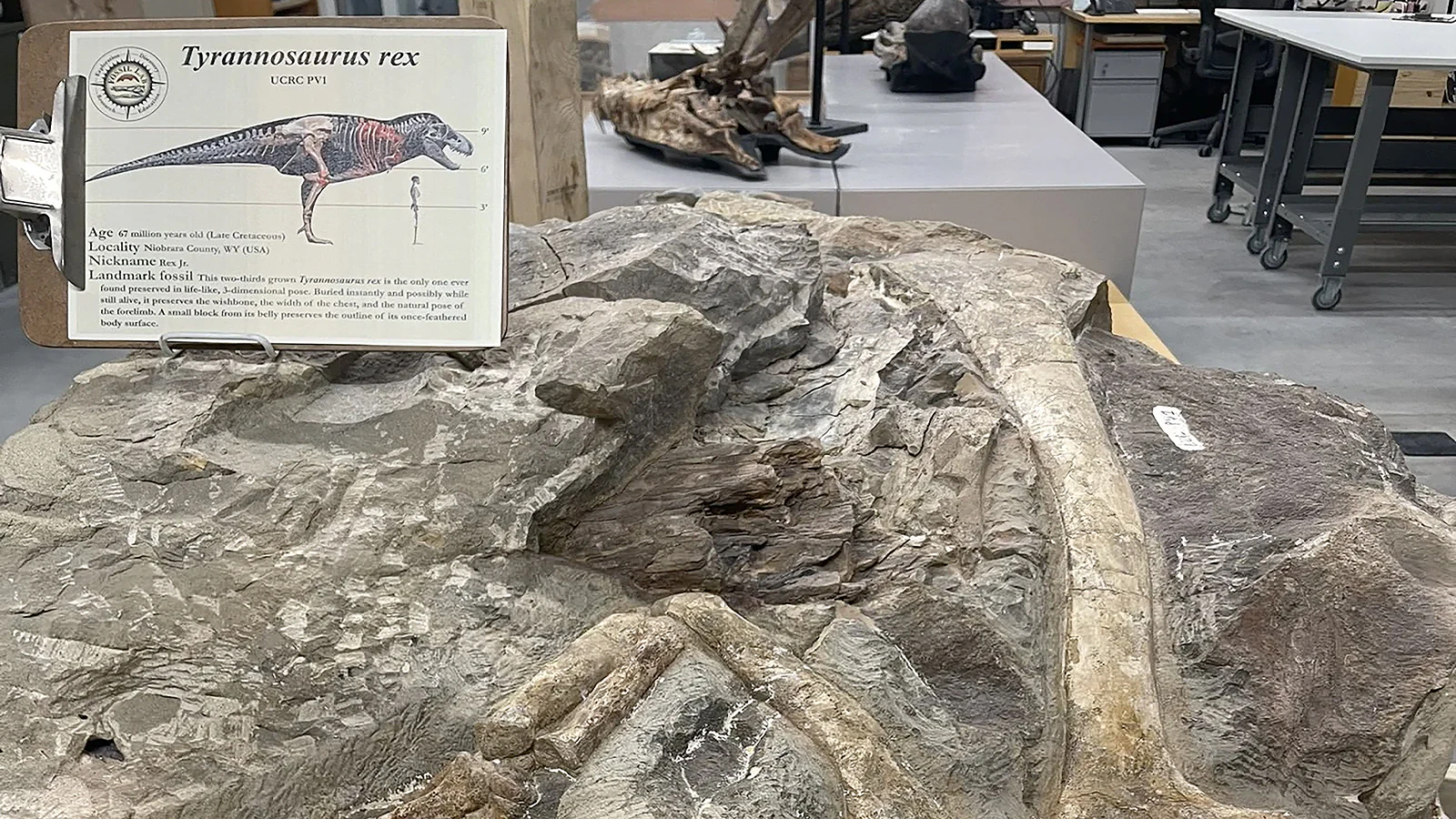 The "big block" containing the articulated arm and ribcage of "Rex Junior," a sub-adult Tyrannosaurus rex from the Zerbst Ranch in eastern Wyoming. This specimen, being studied at the University of Chicago's Fossil Lab, could be the best-preserved and most important T.rex specimen ever found.