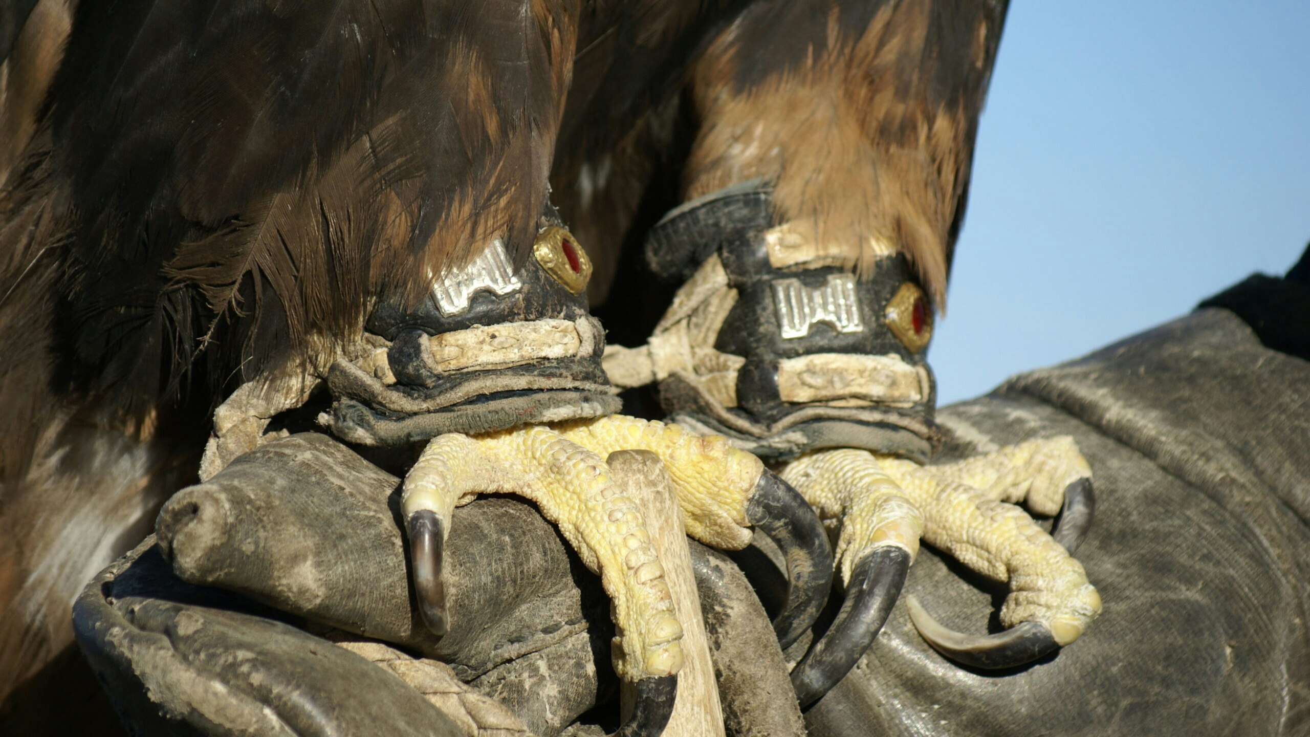 Talons scaled
