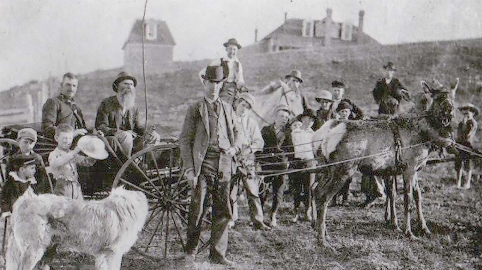 In 1894, Laban Hillberry driving his team of cow elk in Big Horn City, Wyoming, He had captured the elk in 1892 on the upper Gooseberry Creek.