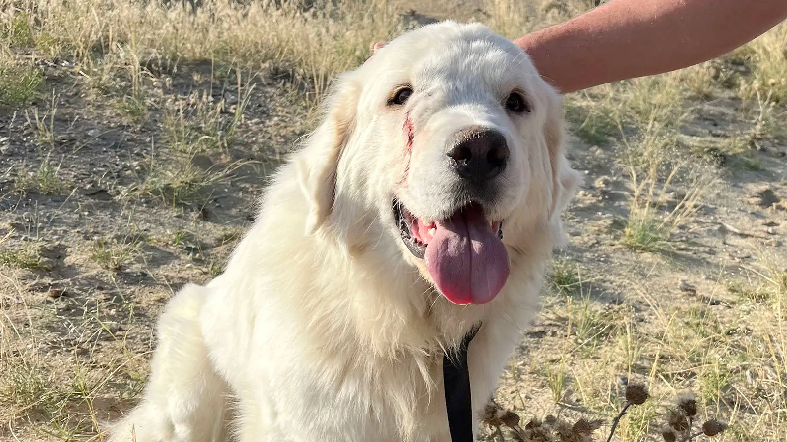 After five days on the run, Tango was back with his family after he was found outside of Casper — scratched and thinner but otherwise OK.