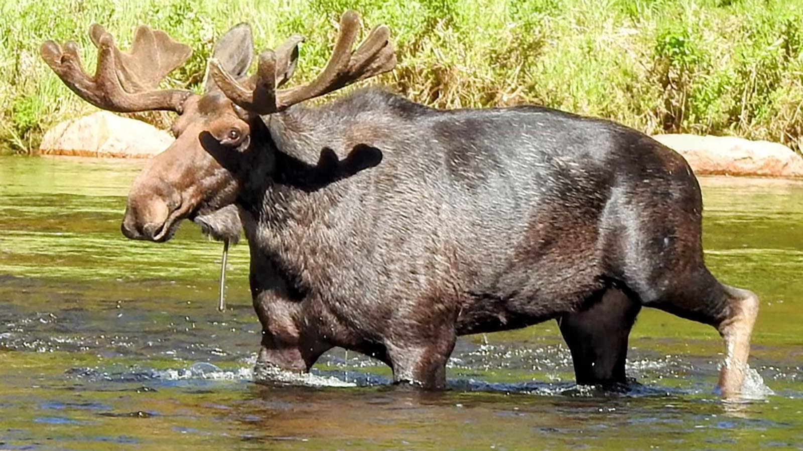 The antlers on this bull moose in the Bighorn Mountains still have some growing to do, but his body is already super-sized.