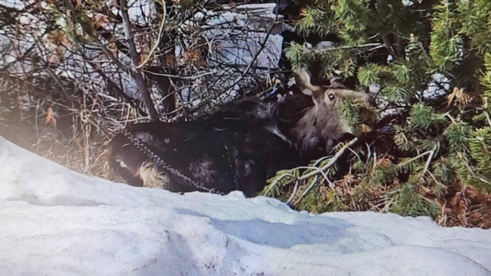 A moose that was trapped with a construction bundle wrapped around its neck was set free after it was immobilized with a taser.