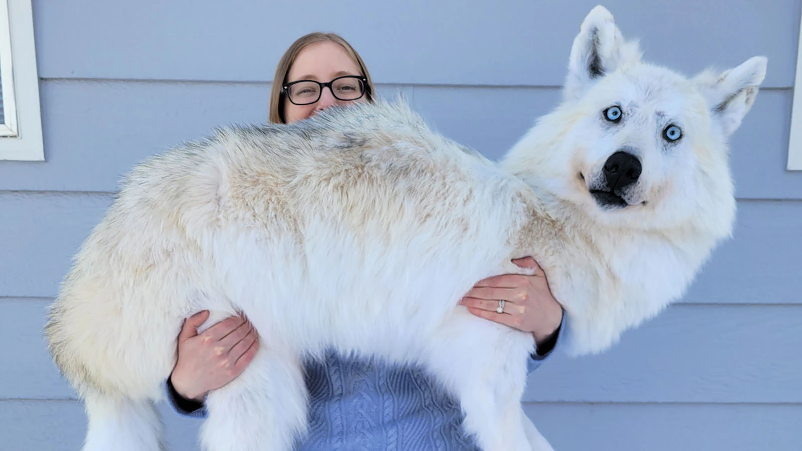 Chandra Ahlquist owns Sterling Fox Taxidermy in Loveland, Colorado, where she makes floppy taxidermied animals — what she calls "the ultimate couch companions."