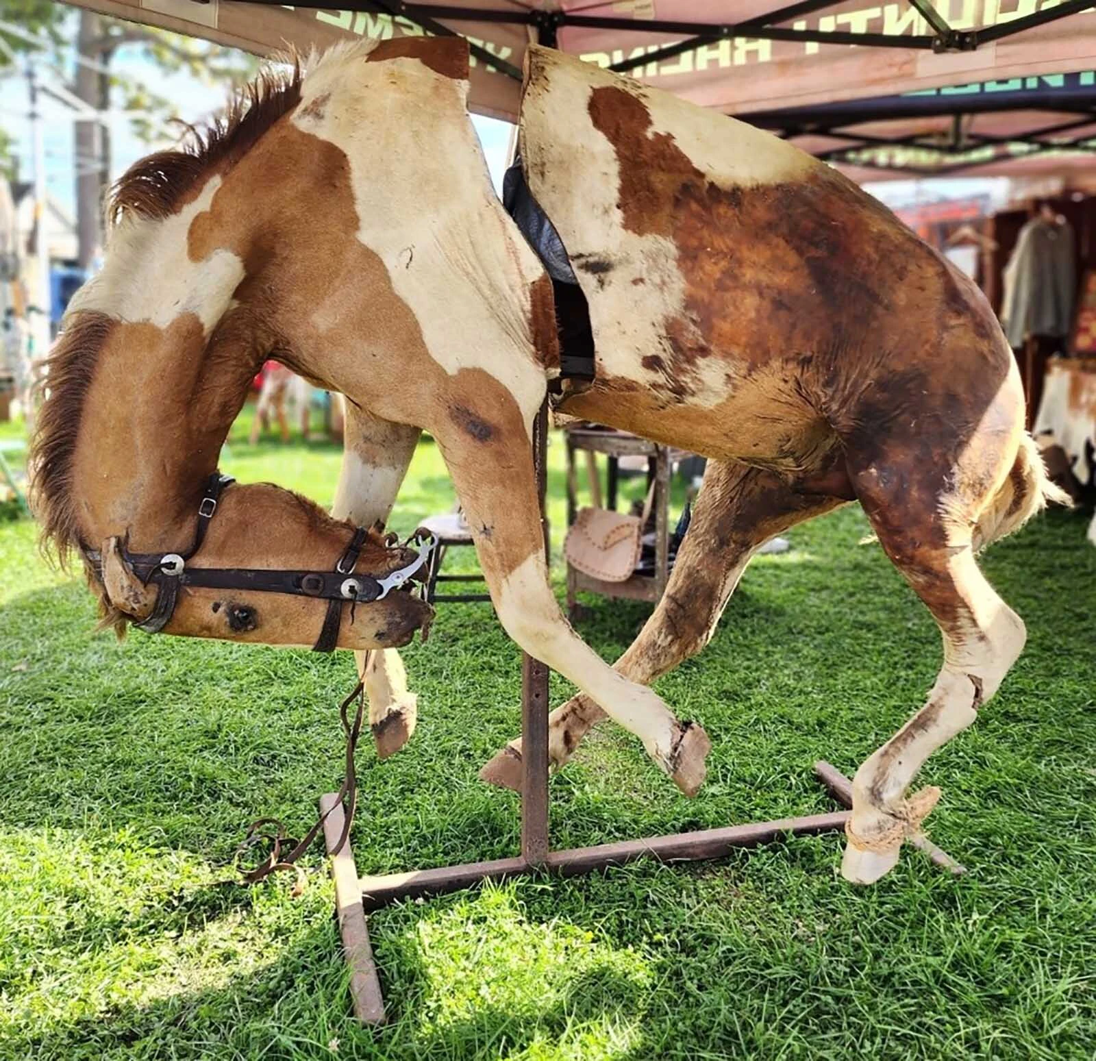 The horse is mounted in a dramatic mid-buck pose, its head tucked underneath its body and all four legs off the ground.