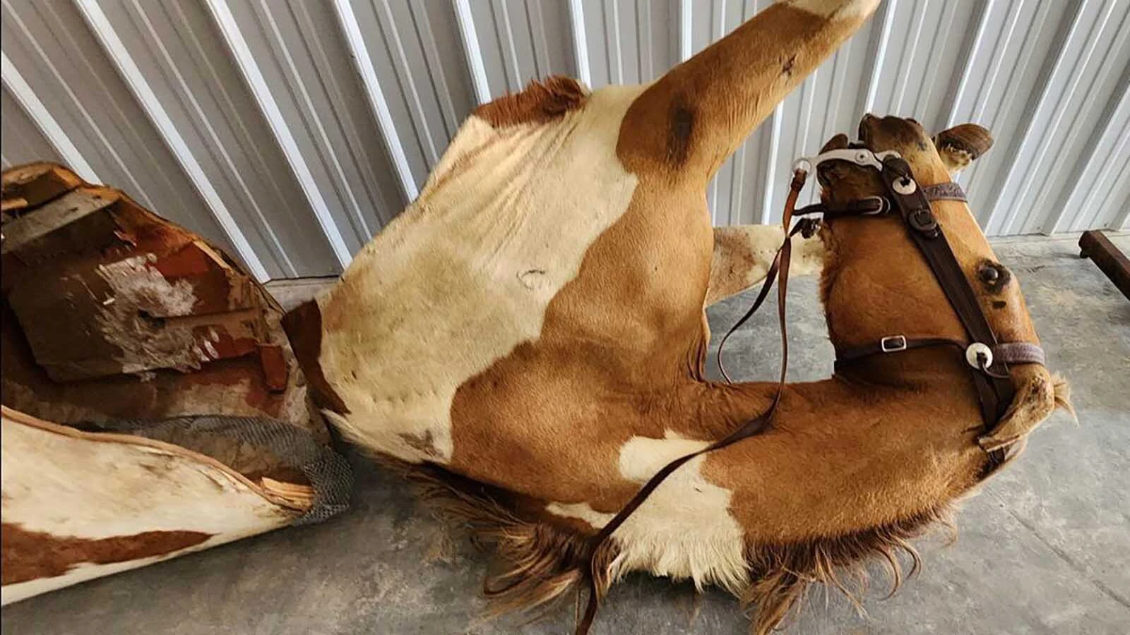 A weathered horse mount, still wearing its bridle and tack, lies in pieces after being removed from its longtime display.