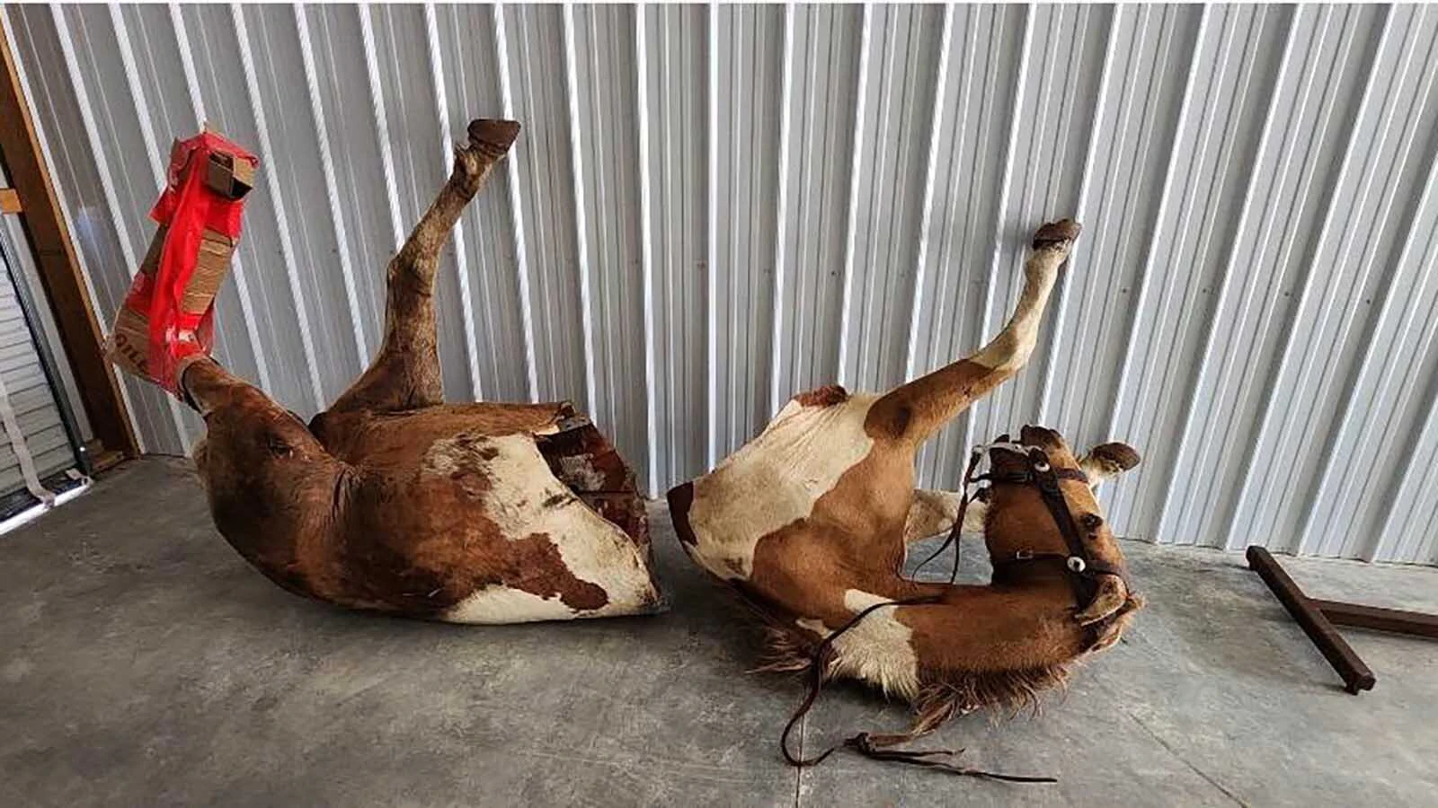 A weathered horse mount, still wearing its bridle and tack, lies in pieces after being removed from its longtime display.