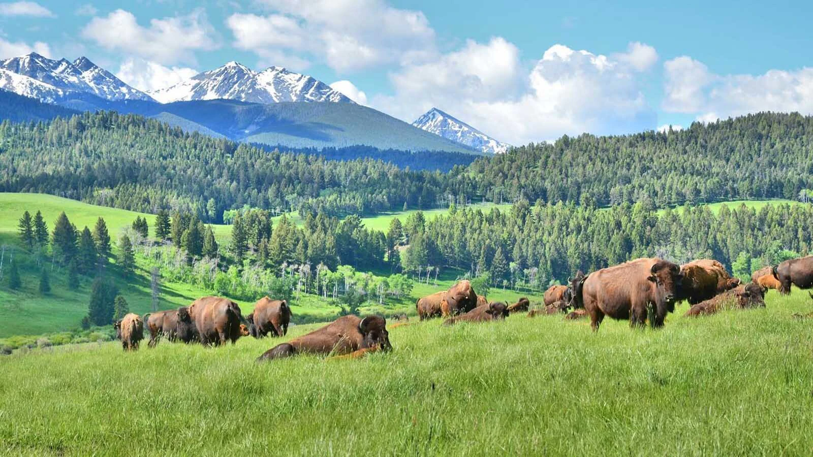 While Ted Turner owned ranches in five states and about 2 million acres, he frequently said his favorite place was his Flying D Ranch in Montana.