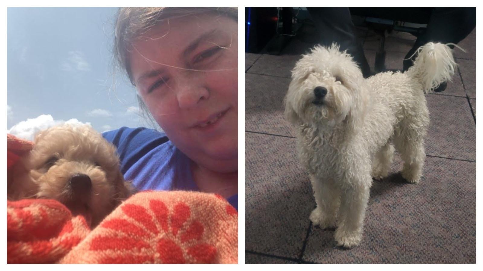 Alaina Trip with her miniature poodle Teddy, left. She was heartbroken when Teddy was stolen from her home in Cadada, but the pooch was recovered by police in Riverton, Wyoming, right.