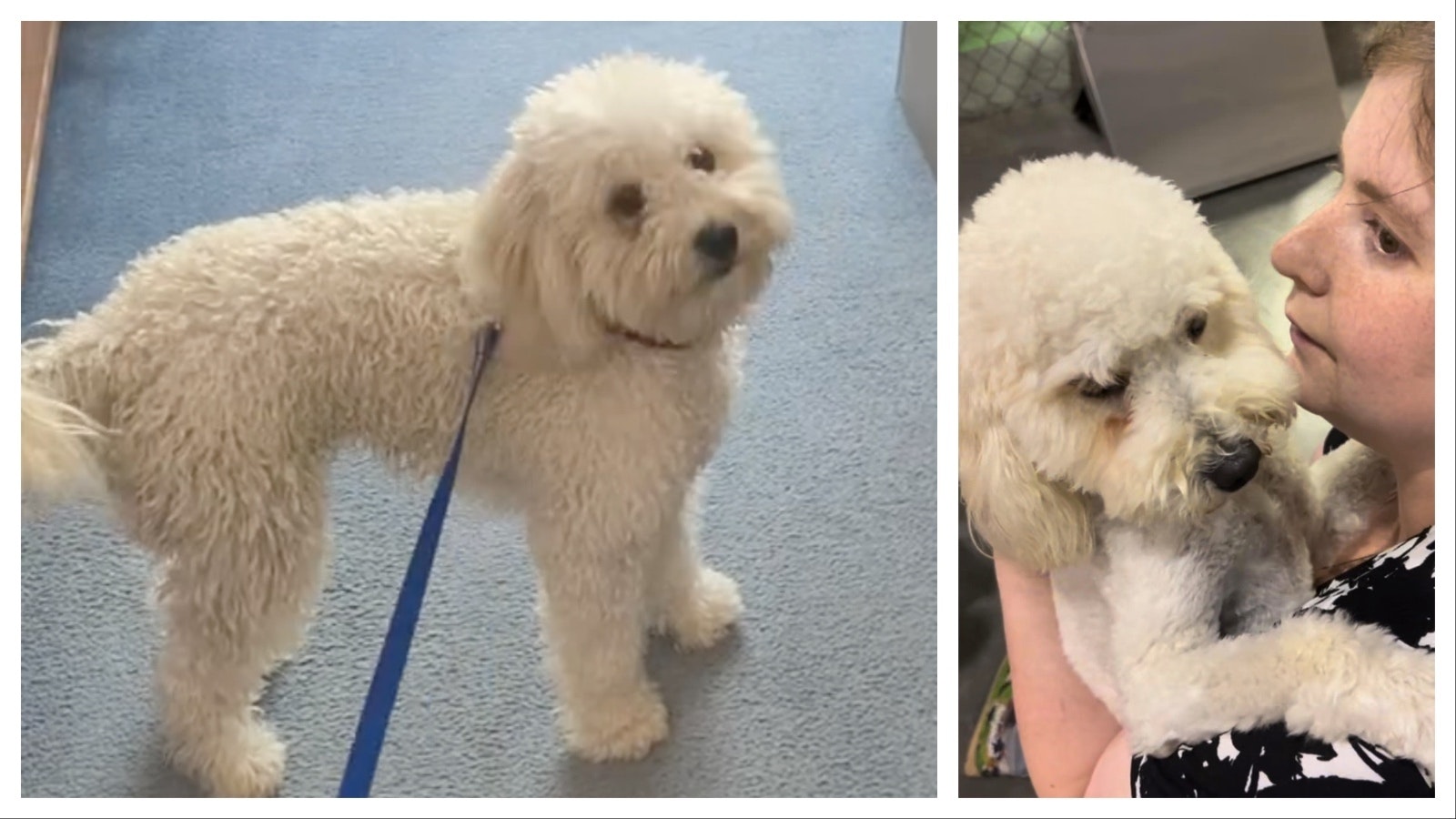 Right, Teddy reunited late Friday in Toronto with his owner Alaina Tripp, after thousands of dollars were donated to drive and fly him home from Riverton, Wyoming. Left, Teddy at the Rawlins Police Department after being found.