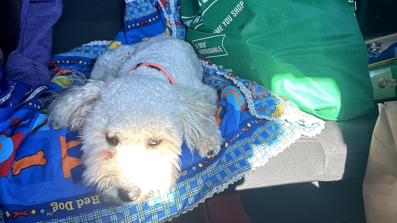 Teddy, a miniature poodle stolen from his owner in Canada nearly a year ago, makes a ride from Rawlins, Wyoming, to Denver International Airport. It was the first leg of a marathon trip back to his owner in Canada.