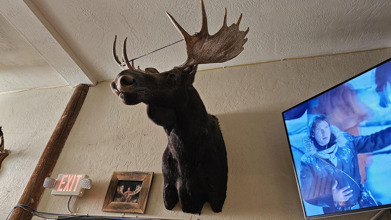 A moose head at Ten Sleep Brewery.