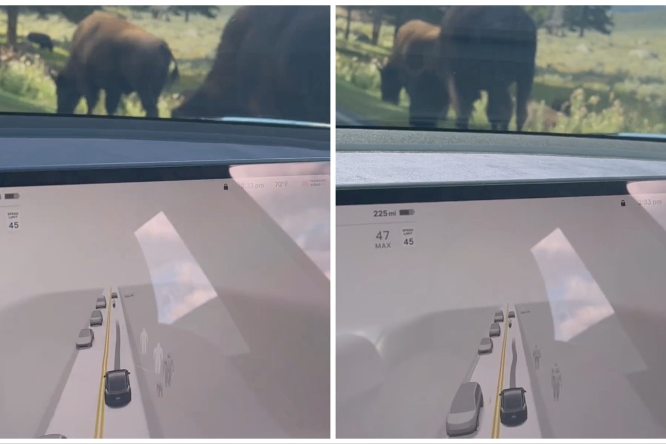 A video of a Tesla driving through Yellowstone shows the vehicles AI software isn't sure what to make of bison along the road. They appear on the computer screen as human-dog shapeshifters.