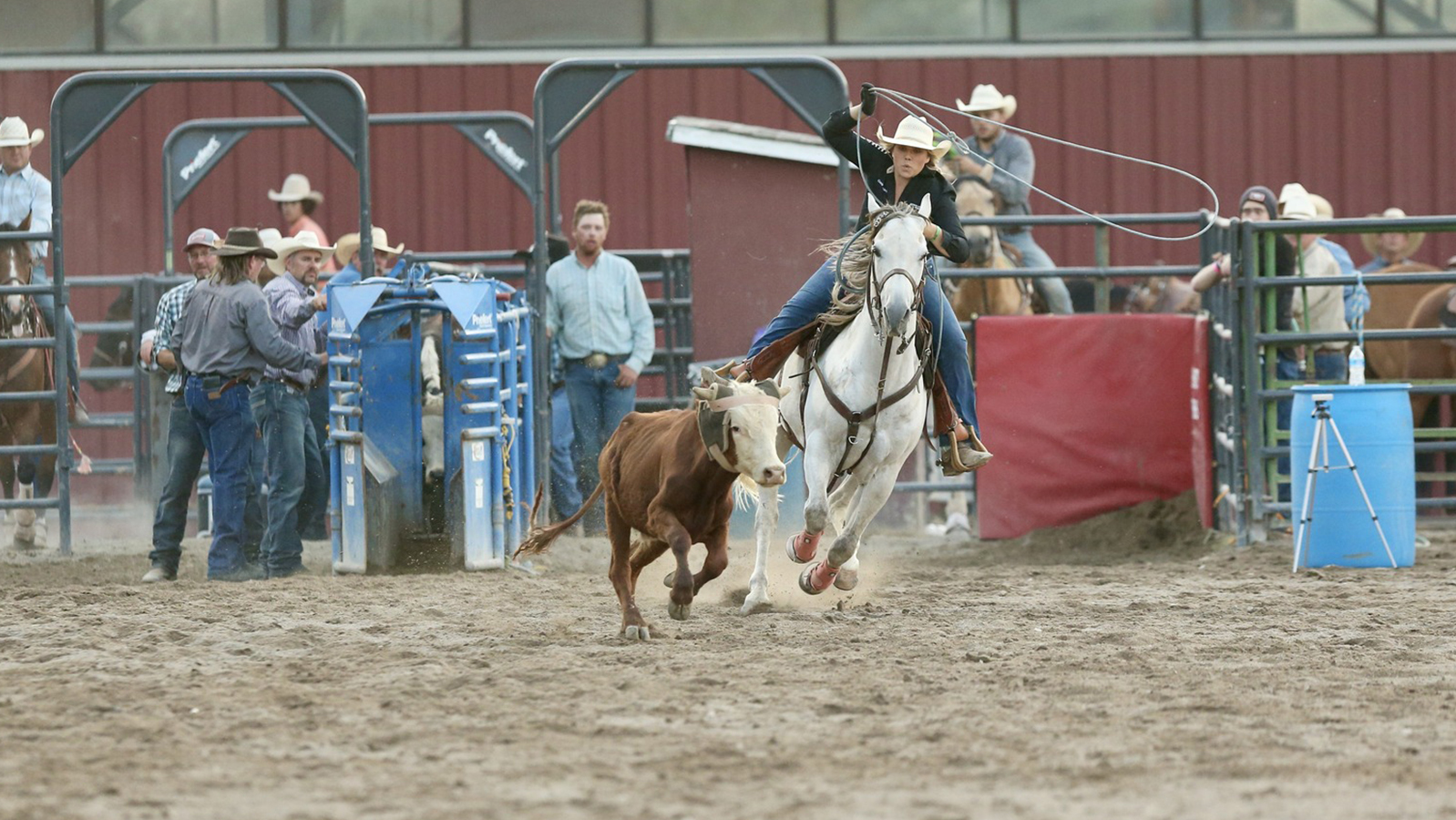 Calf roping at the 2022 Teton County Fair.