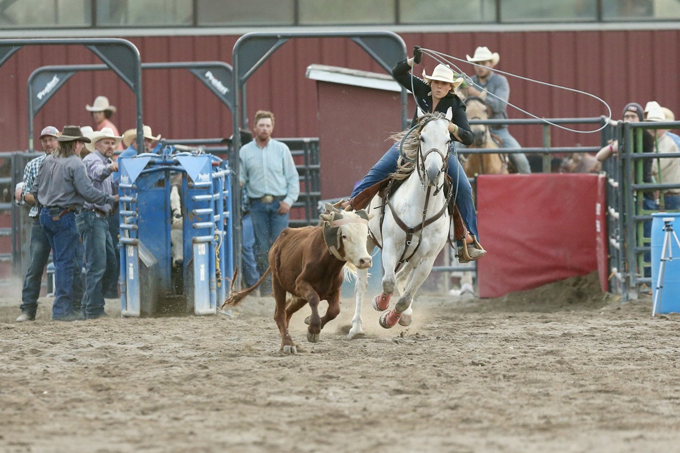 Calf roping at the 2022 Teton County Fair.