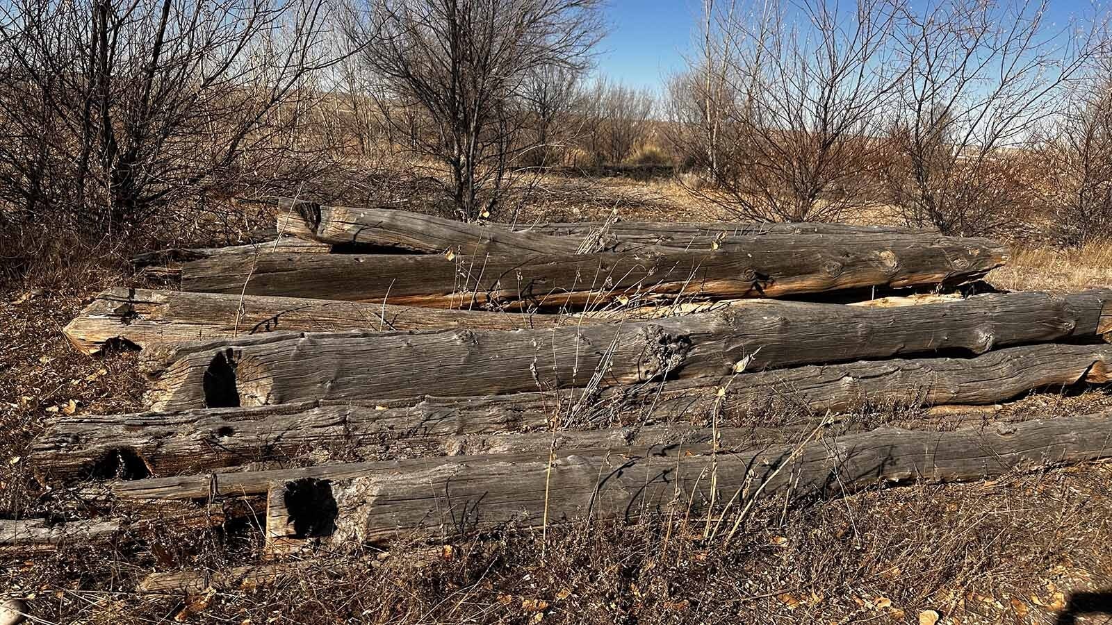 In 1885, Johnson County Sheriff Frank Canton rode up to a cabin just before dawn to arrest the notorious horse thief, Teton Jackson. The logs from the cabin have been rescued and still remain as a relic to this infamous showdown that occurred in remote Hyattville over 140 years ago.
