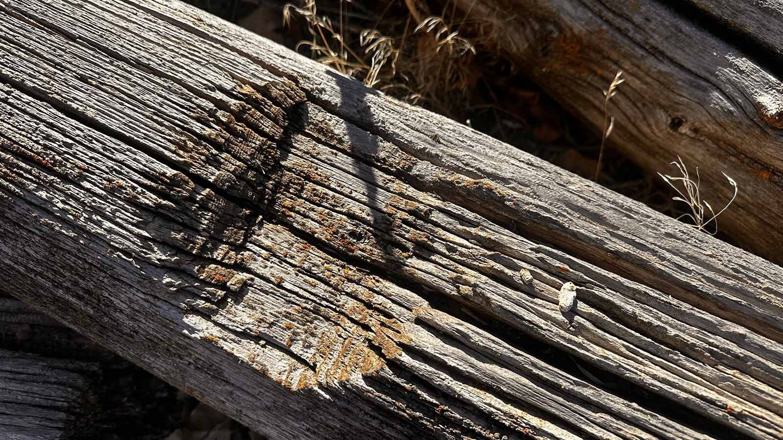 When someone is looking for history, it is sometimes written in the logs. These logs came from a cabin that was built in the 1870s and was the temporary hideout for the notorious horse thief Teton Jackson. Sheriff Frank Canton and his deputies had surrounded the cabin and surprised Teton Jackson in 1885, successfully arresting the wanted bandit.