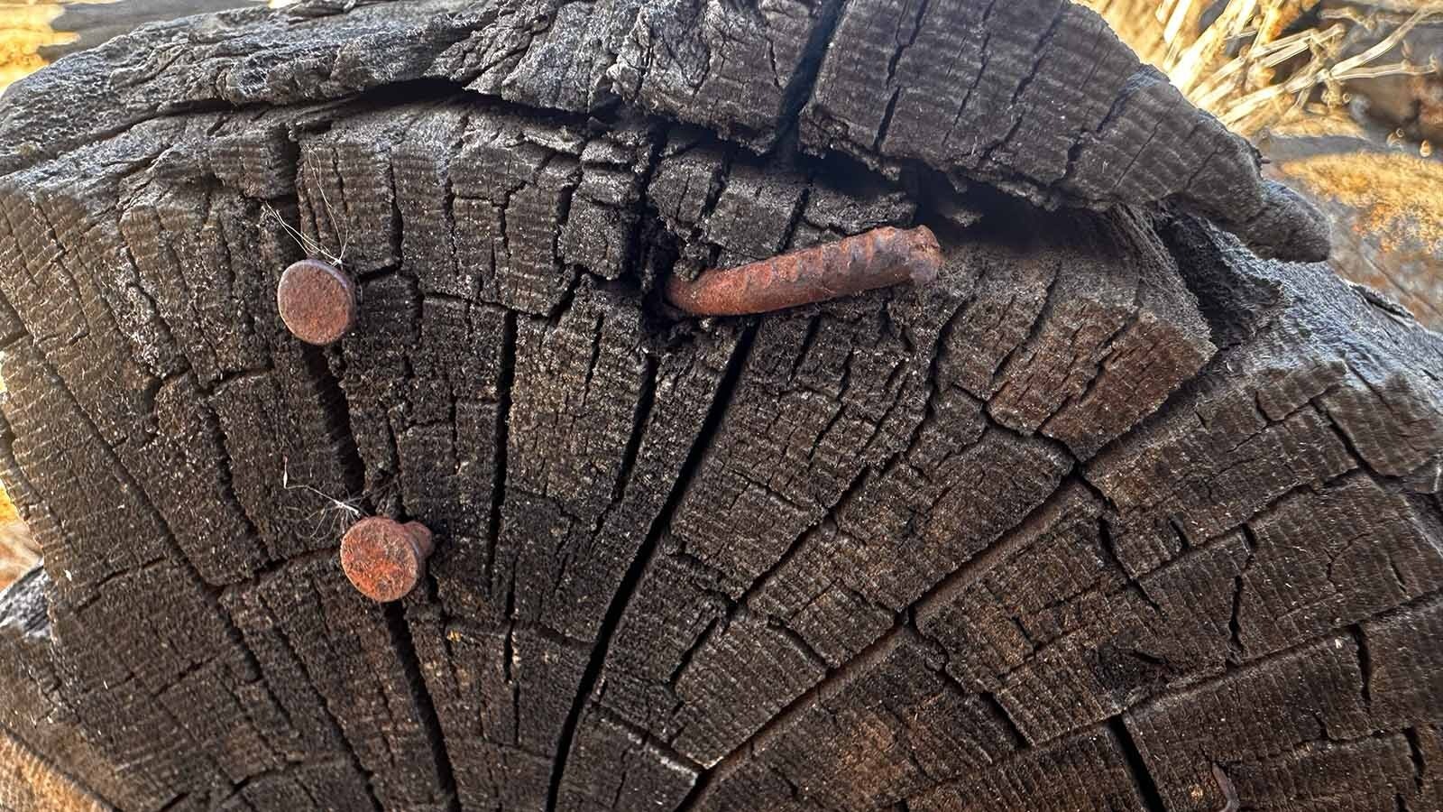 When someone is looking for history, it is sometimes written in the logs. These logs came from a cabin that was built in the 1870s and was the temporary hideout for the notorious horse thief Teton Jackson. Sheriff Frank Canton and his deputies had surrounded the cabin and surprised Teton Jackson in 1885, successfully arresting the wanted bandit.