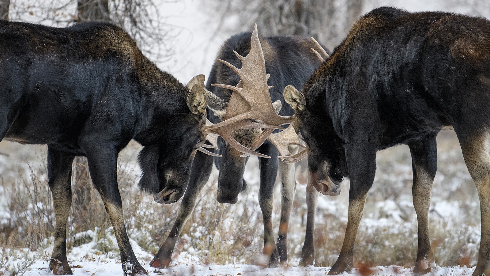 Three-way shoving matches aren’t particularly uncommon among Wyoming bull moose gearing up for the rut (mating season), as evidenced by this recent photo from the Teton region.