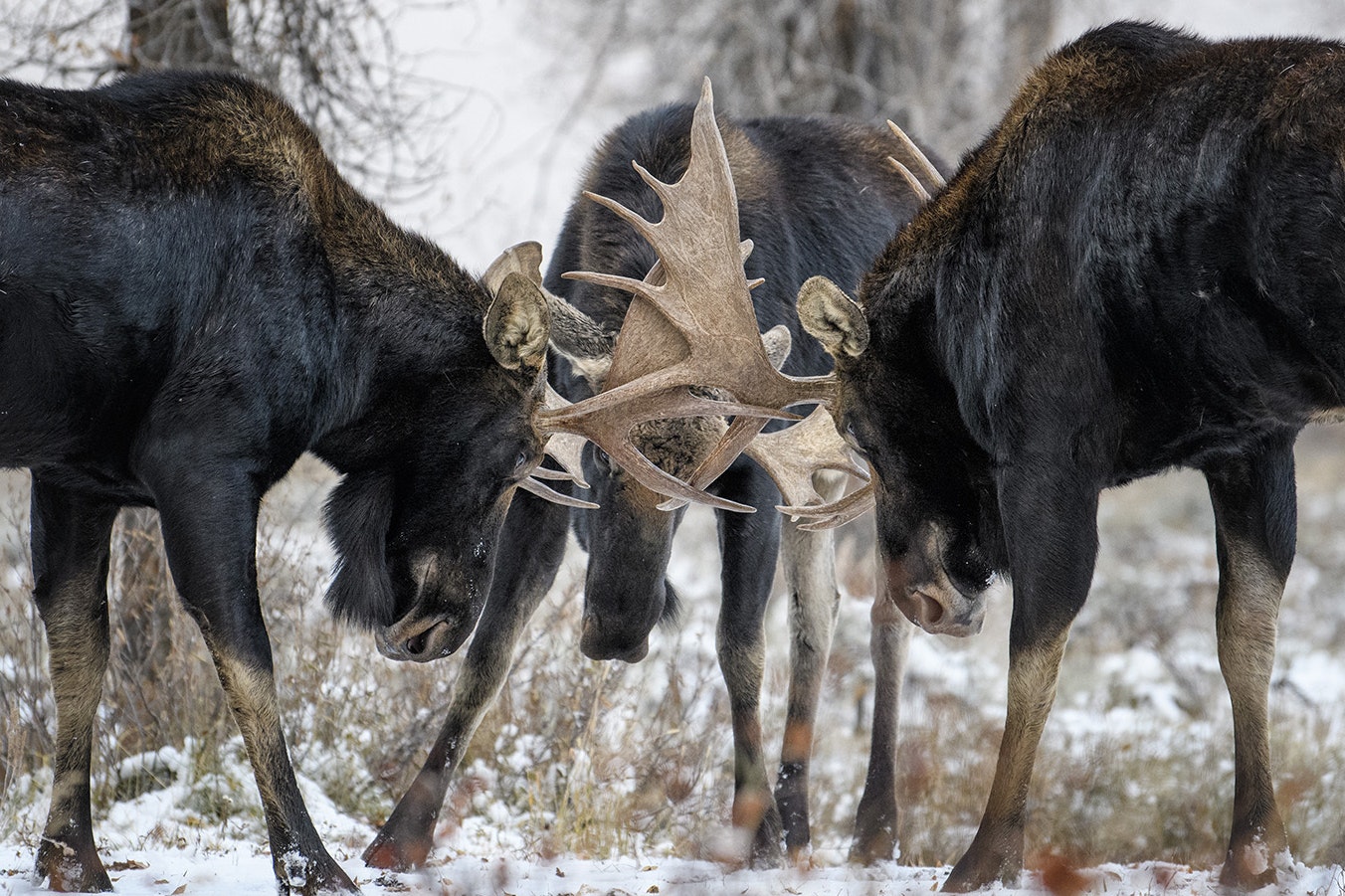 Three-way shoving matches aren’t particularly uncommon among Wyoming bull moose gearing up for the rut (mating season), as evidenced by this recent photo from the Teton region.