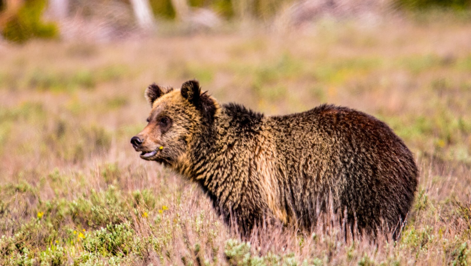 Teton Grizzly Bear Patrick Wine14 1