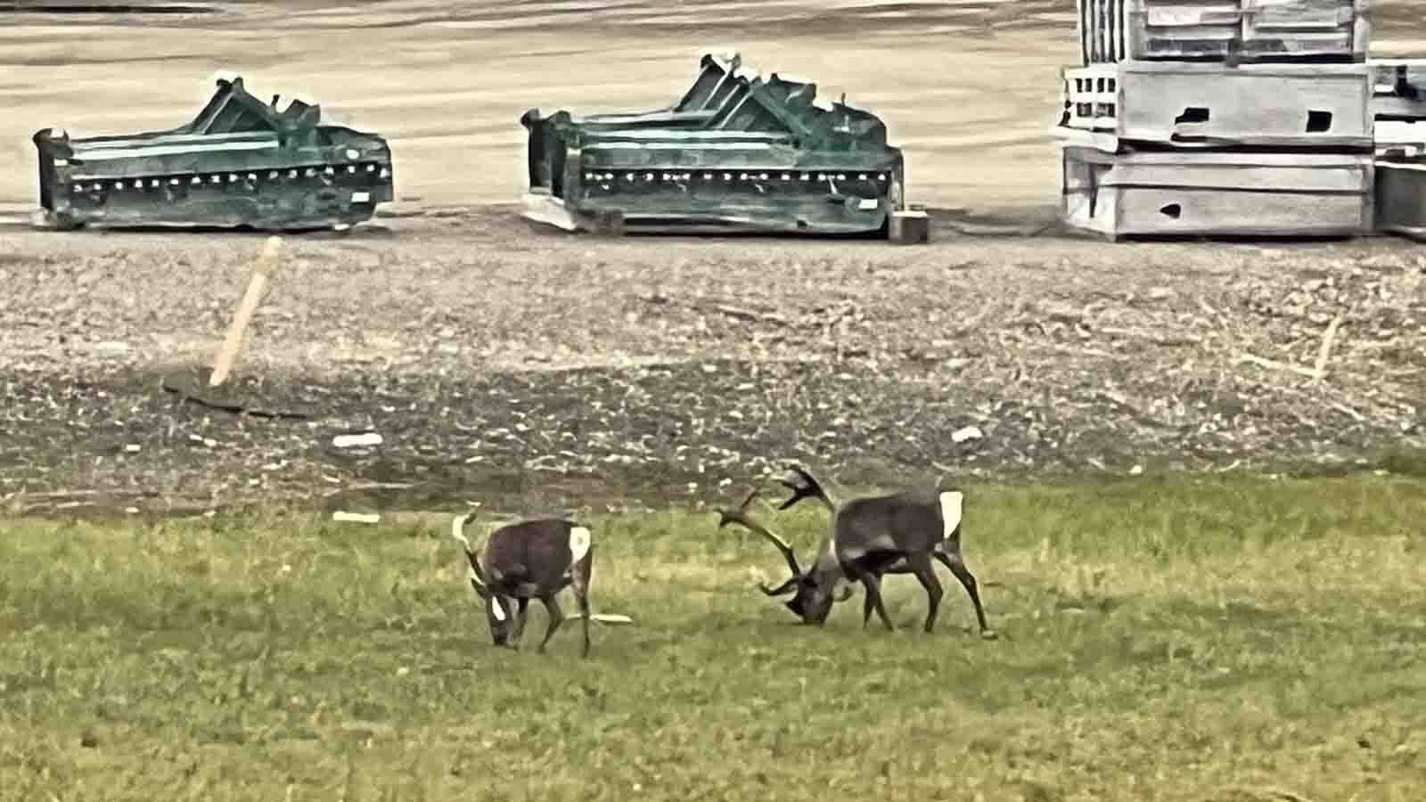 Caribou and other wildlife are a common sight among oil rigs and work yards in the Deadhorse/Prudhoe Bay area of Alaska’s North Slope.