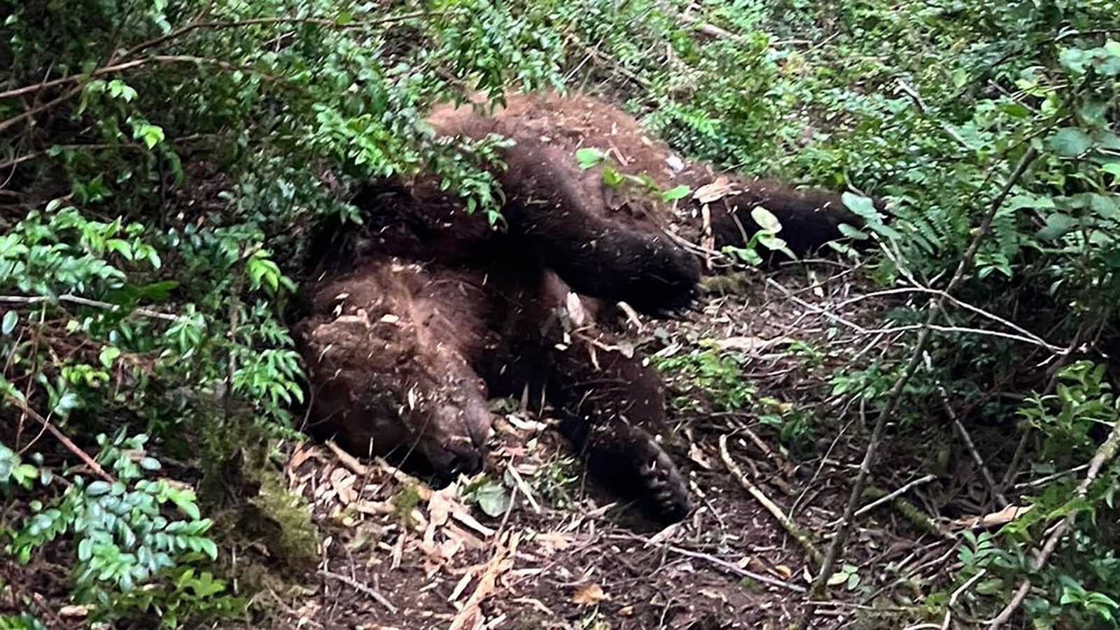 Katrin Glenn-Bittner got photos of a dead Tex, the only grizzly bear on Texada Island in British Columbia, that were shared on the TEX — The Texada Island Grizzly Bear Facebook page.