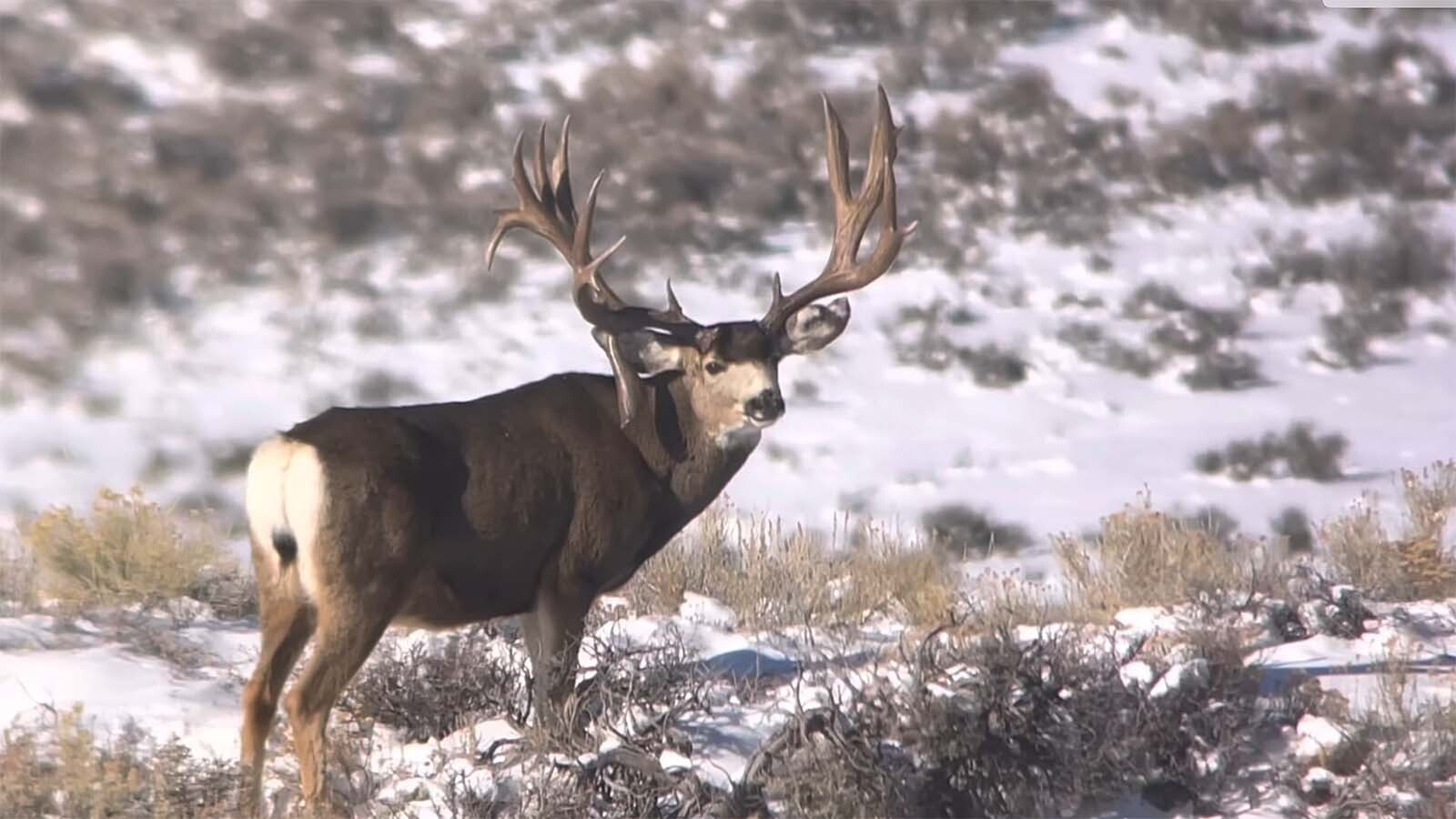 The King is a distinctive, and huge, Wyoming mule deer that's usually evasive during summers and fall. It's not known if he survived this past winter, which was brutal for big game winterkill.