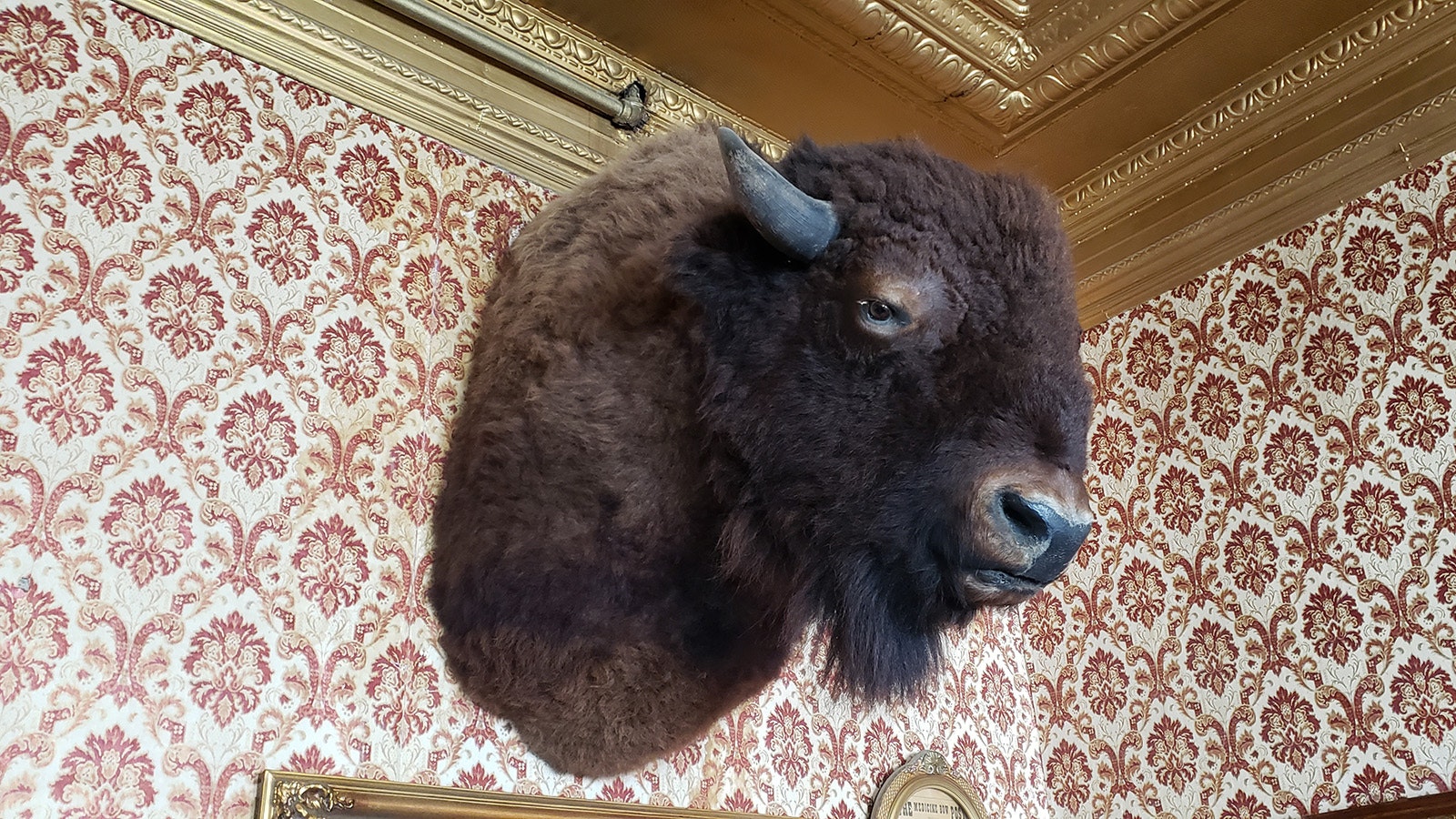 There are lots of stuffed taxidermy animals at The Virginian. This one seems to always be watching.