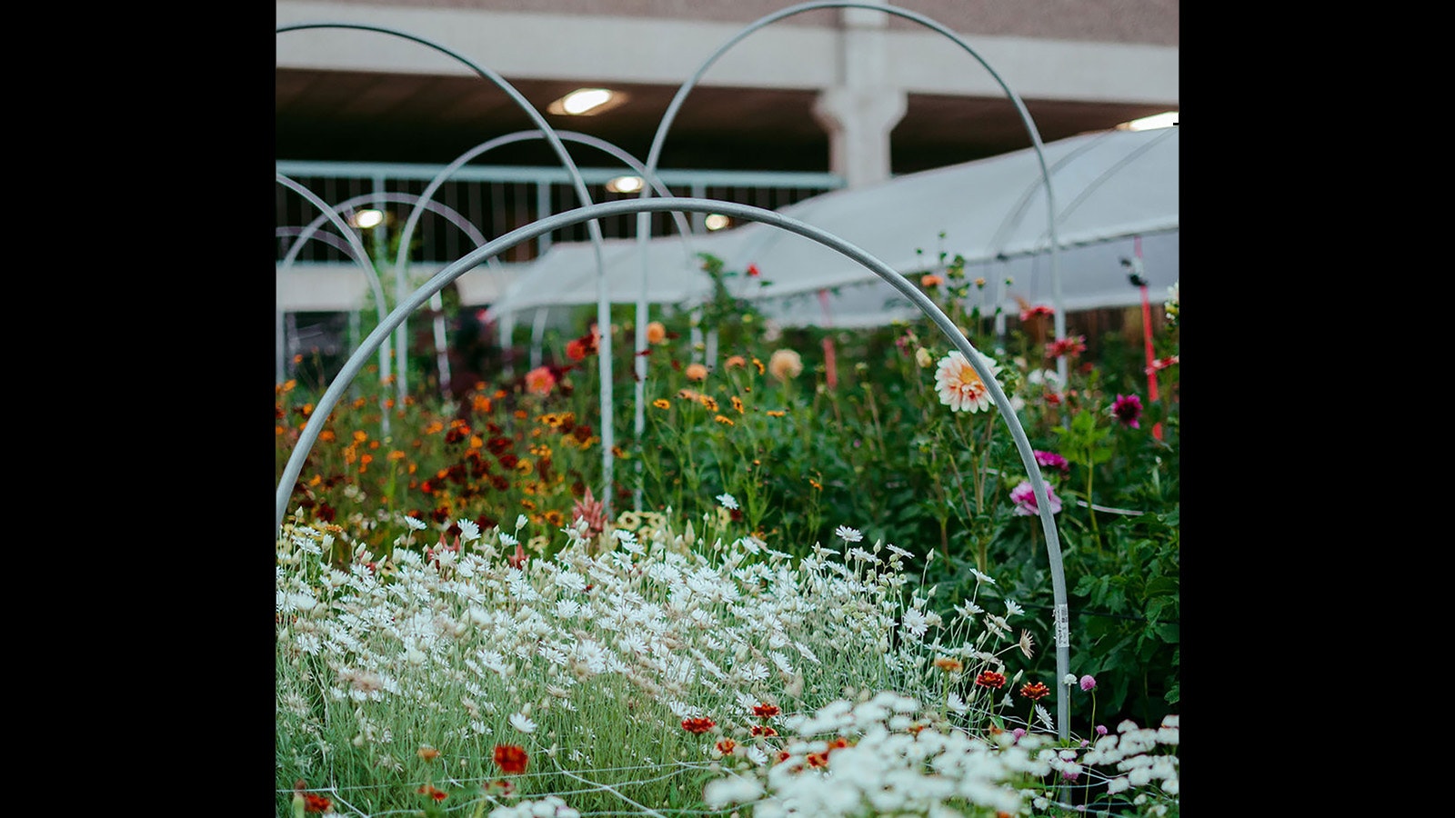 Metal hoops support plastic for low tunnels that protect the flowers from snowstorms while the fencing helps ensure plants stay upright and arent shredded by wind.