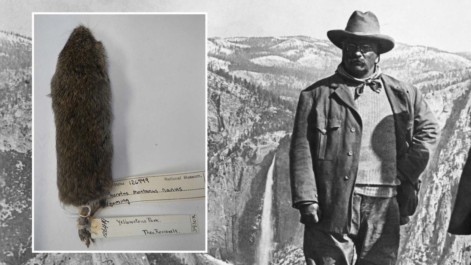 During his famous 1903 two-week stay in Yellowstone National Park, President Teddy Roosevelt itched to hunt up some big game. Instead, he settled for scooping up a vole with his hat.