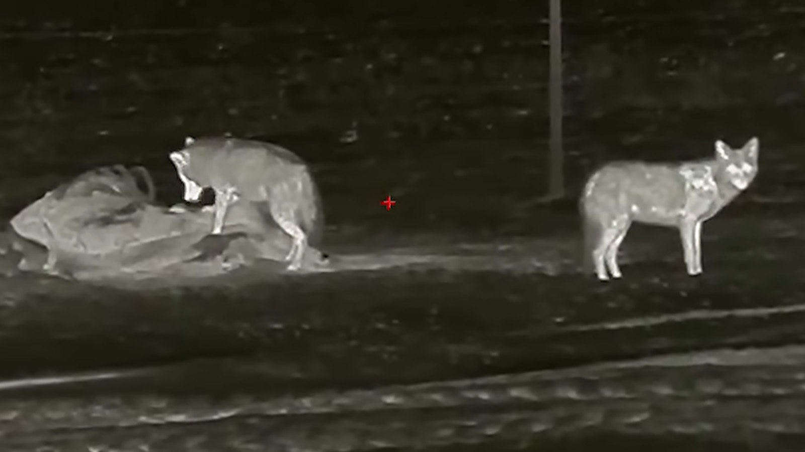 Thermal coyote hunting 2 13 23
