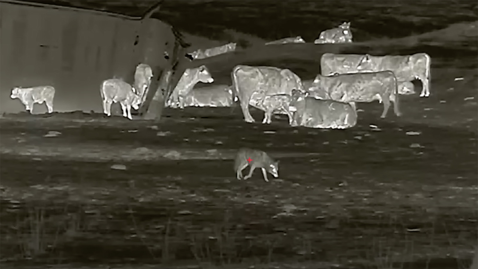 Thermal predator hunt 1 19 23