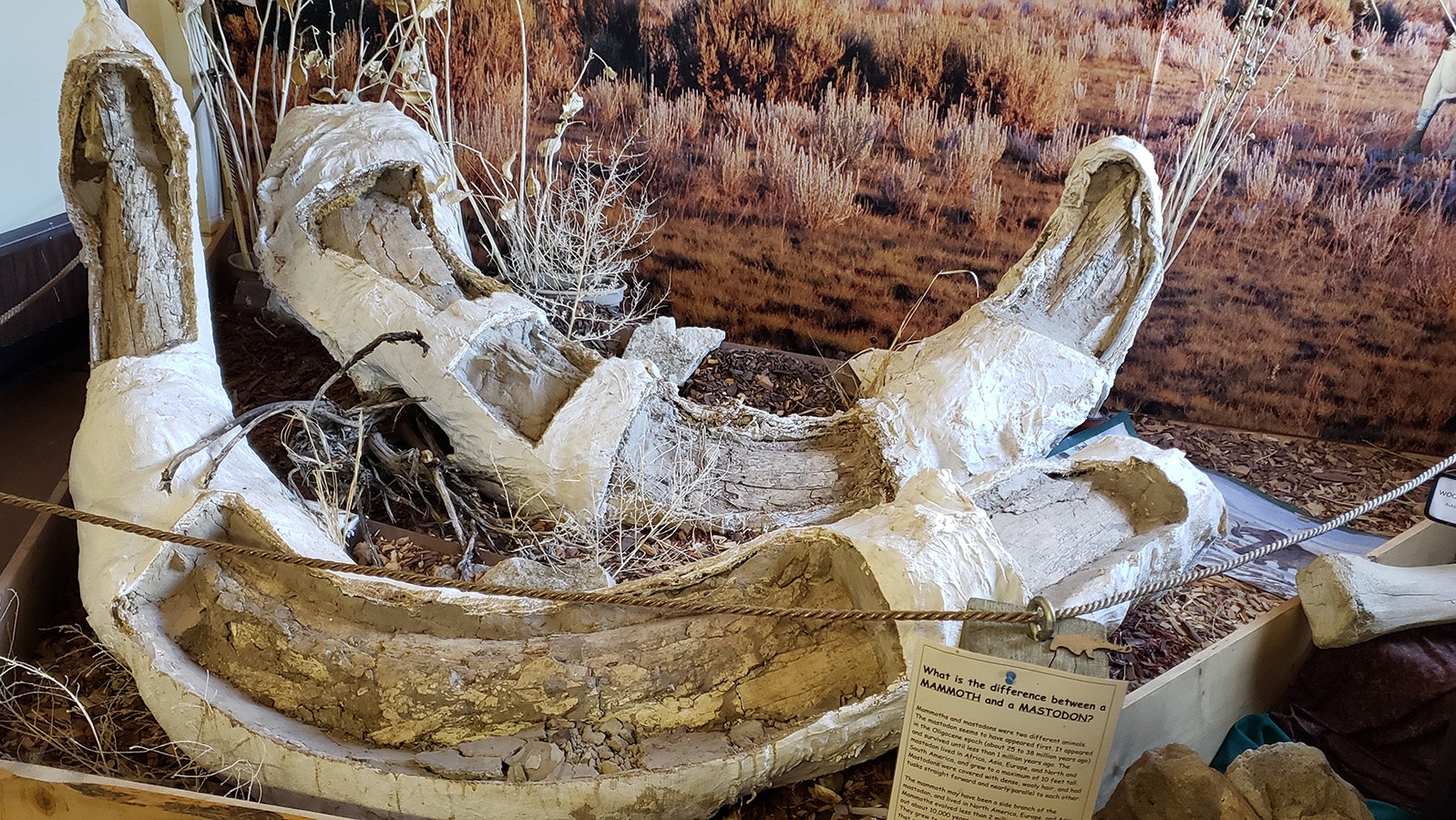 These juvenile mammoth tusks are among artifacts on display inside the YMCA at Sunrise, which will be restored and given to a museum.