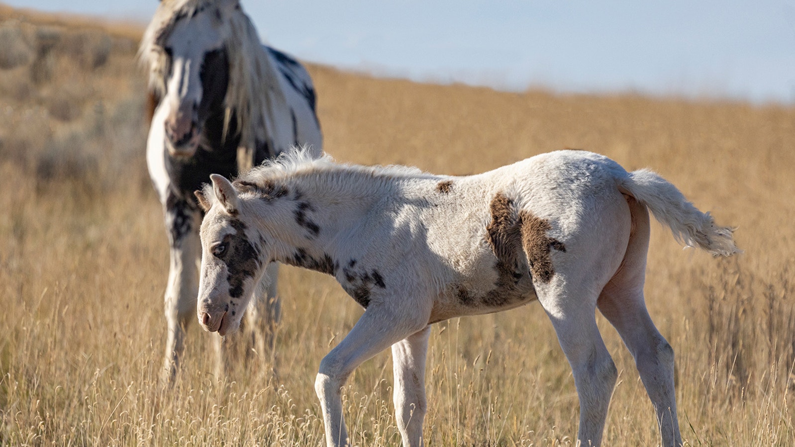 Thora, a filly from the McCullough Peaks mustang herd, is the spitting image of her sire, a popular stallion called Thor, behind.