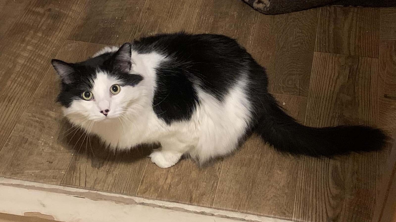 Littlefoot has had a tough road after losing a leg when it was caught in a fence. He's recovered enough to now be ready for a new home.