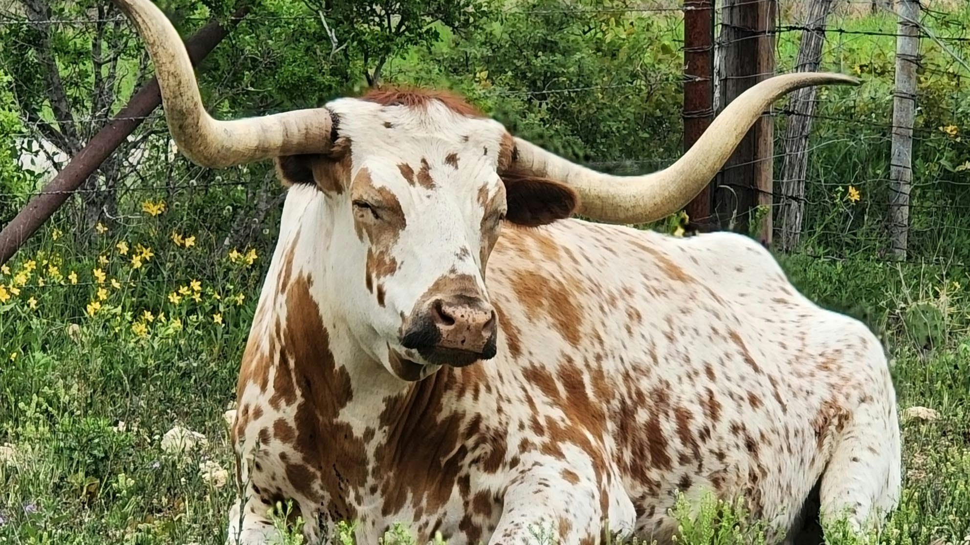 Tiny, A 2,000-Pound Texas Longhorn Is An Officially Registered Emotional Support Animal