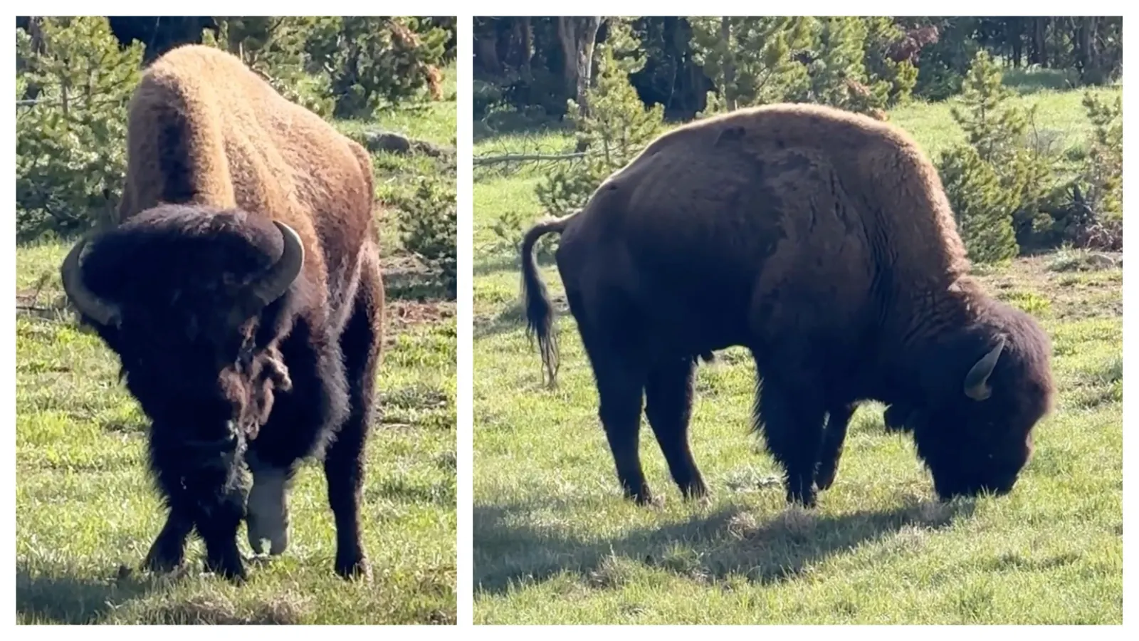 Tiny Tim is a full-grown bull bison who lives in a field in Yellowstone and has survived two winters despite having one unusable leg. “It takes him a while to get anywhere, but he always gets there,” said a wildlife photographer who’s followed Tiny Tim.