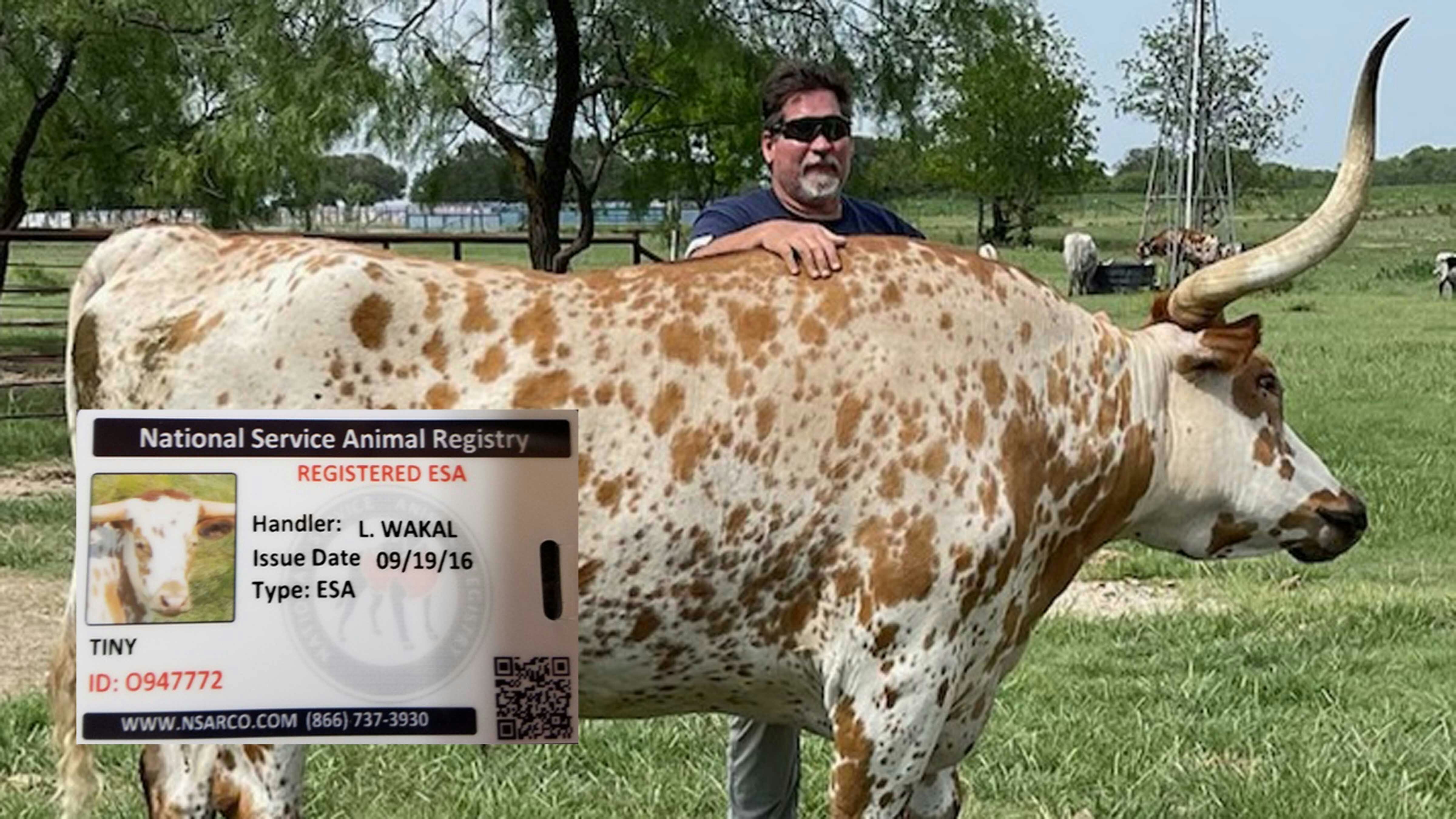 Tiny, A 2,000-Pound Texas Longhorn Is An Officially Registered Emotional Support Animal