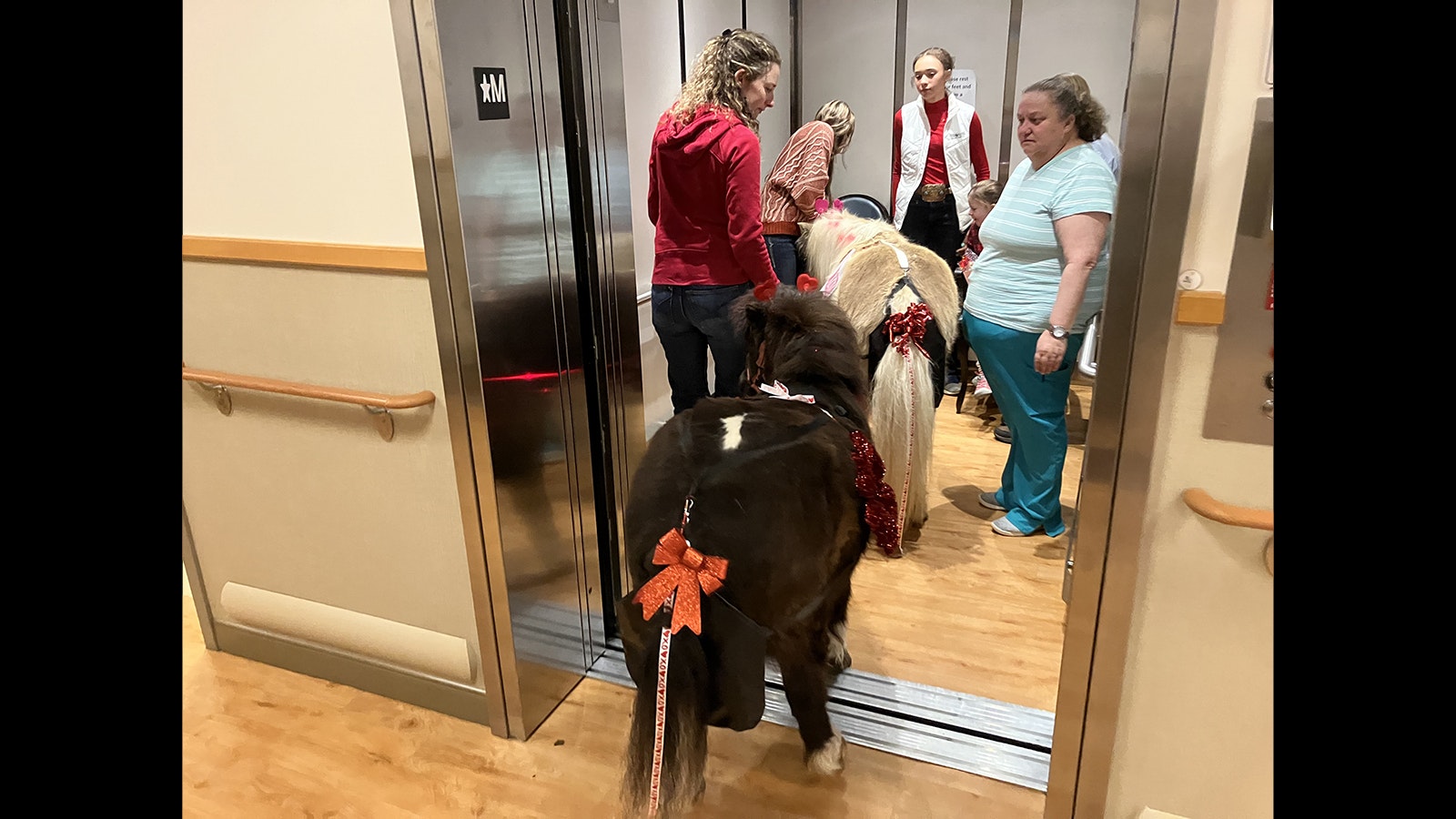 Tootsie Roll and Chip head into the elevator at the Amie Holt Care Center in Buffalo to visit the residents on the second floor.