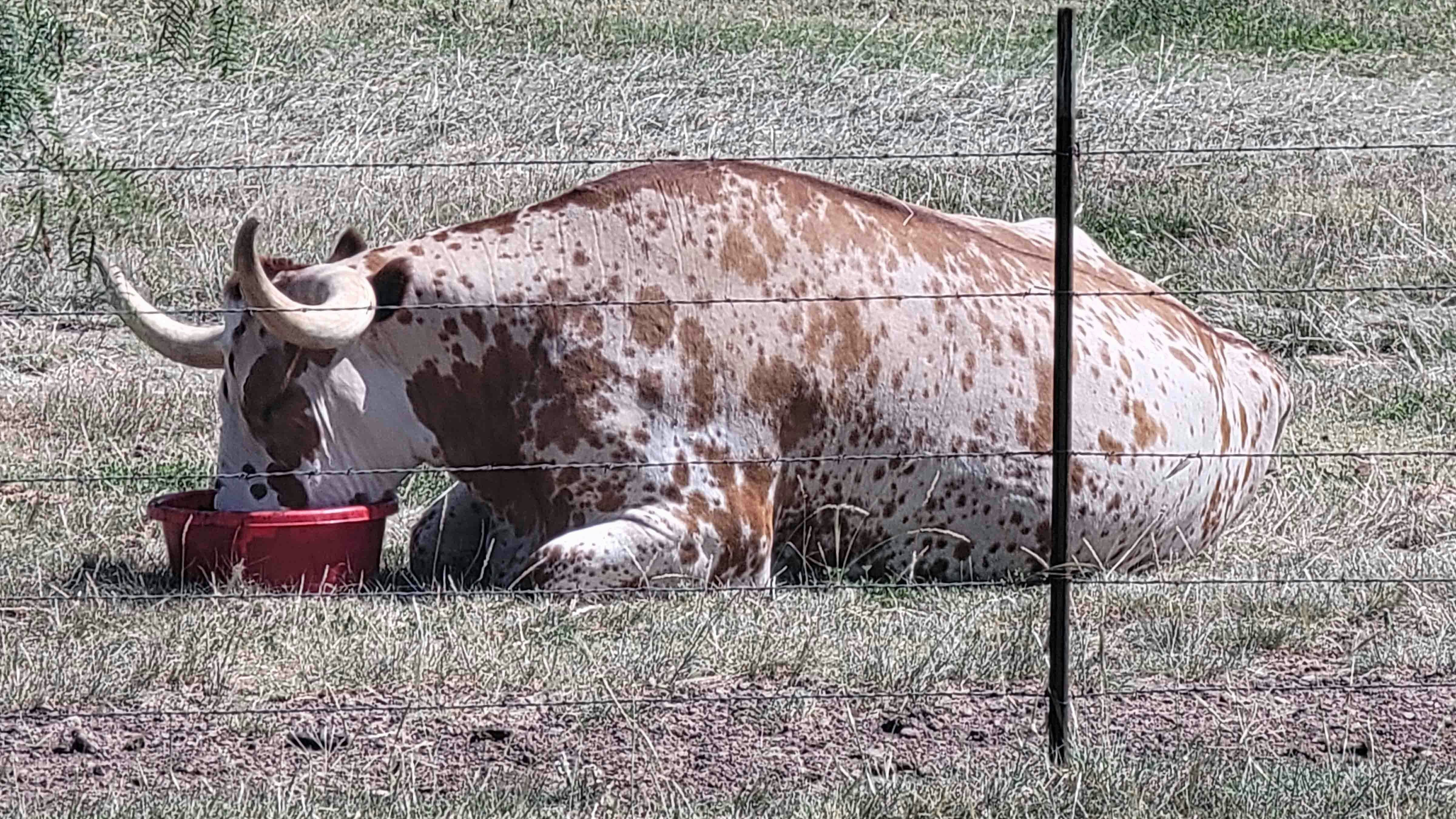 Tiny, A 2,000-Pound Texas Longhorn Is An Officially Registered Emotional Support Animal