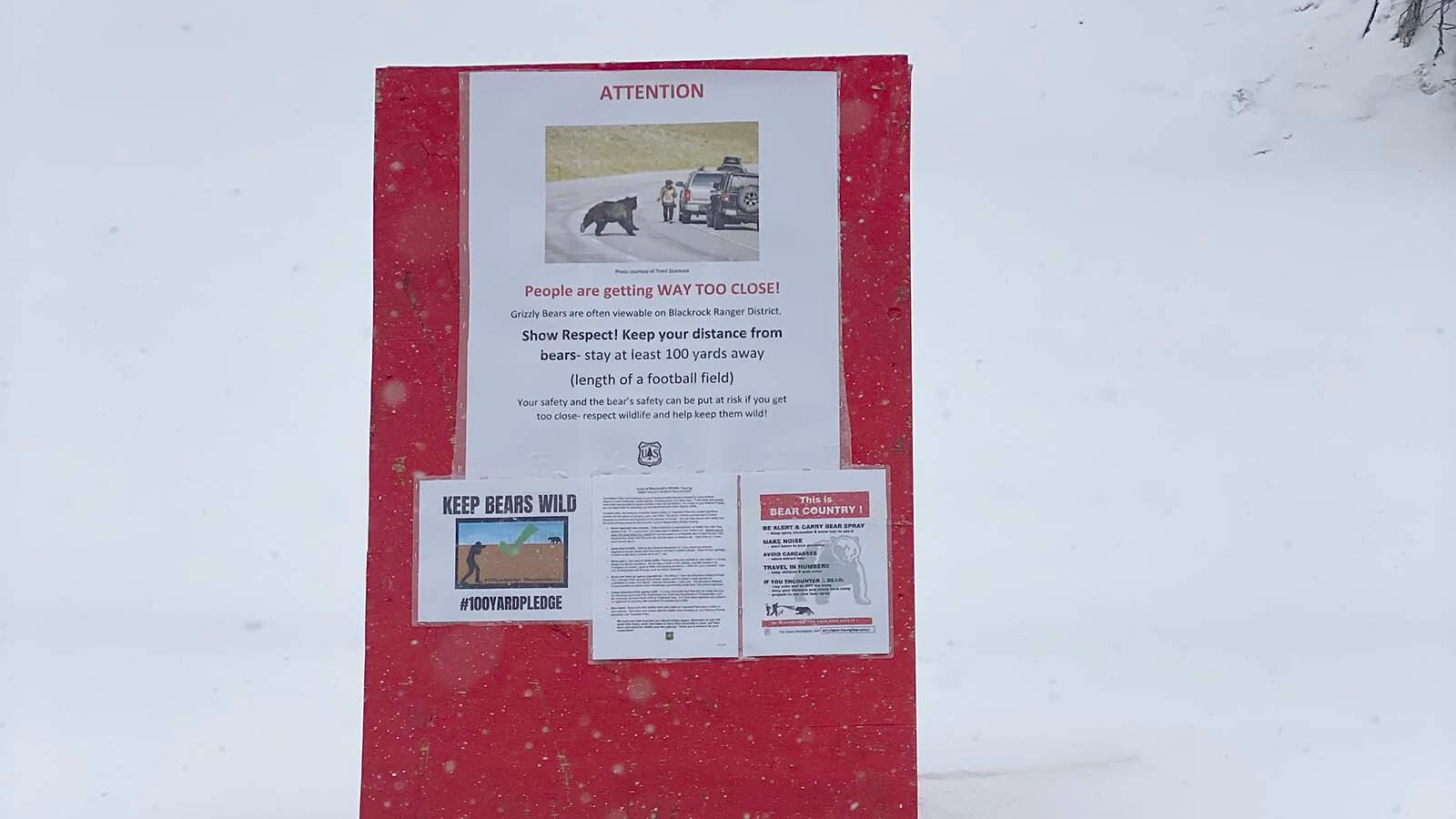 Signs on Togwotee Pass warn people to stay away from grizzly bears, but many people just ignore them and crowd the bears anyway.