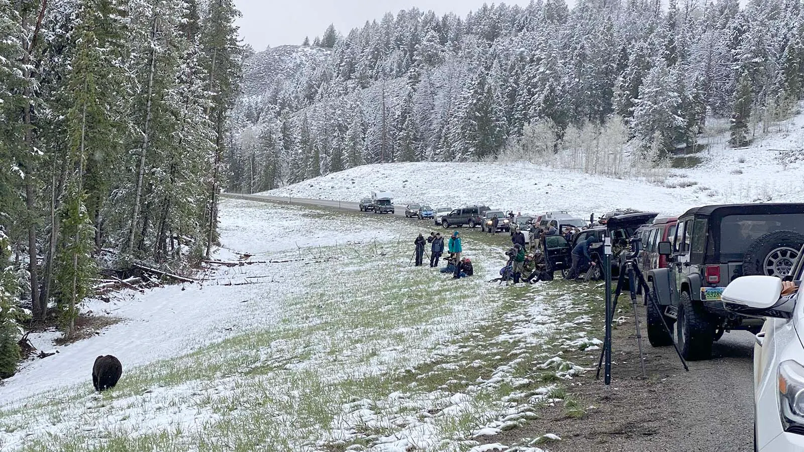 Grizzly bears frequently get mobbed on Togwotee Pass. Wildlife and traffic safety officials say it’s a recipe for disaster.