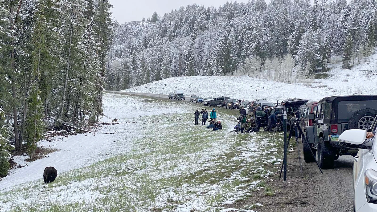Grizzly bears frequently get mobbed on Togwotee Pass. Wildlife and traffic safety officials say it’s a recipe for disaster.