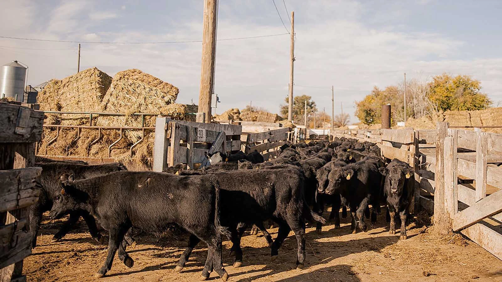 Wyoming’s largest livestock marketing company sold 9,000 head of cattle in a special drought sale on Wednesday when it typically sells 400-700 head a week. “Guys are selling because they’re droughted out,” said the owner of Torrington Livestock Markets.