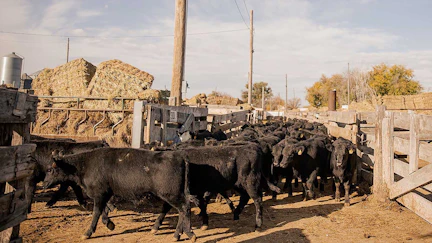 Wyoming’s largest livestock marketing company sold 9,000 head of cattle in a special drought sale on Wednesday when it typically sells 400-700 head a week. “Guys are selling because they’re droughted out,” said the owner of Torrington Livestock Markets.